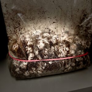 Growkity grzybnia psilocybe Mykożerca