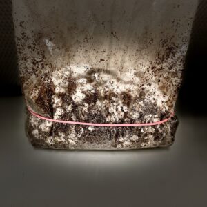 Growkity grzybnia psilocybe Mykożerca