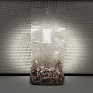 Growkity grzybnia psilocybe Mykożerca
