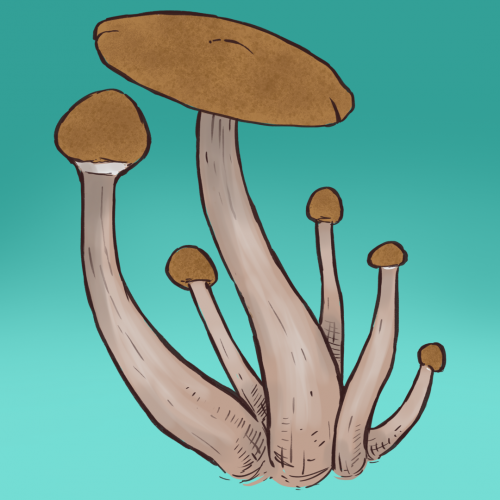 Mazatapec płynne kultury