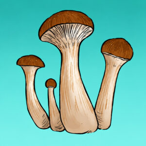 Growkit McKennaii Full Auto