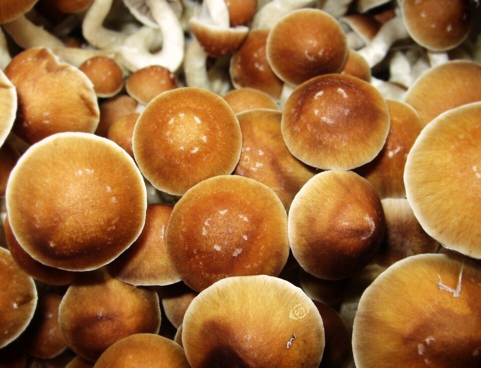 gatunki grzybów psylocybinowych