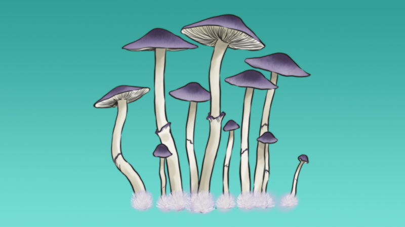 Psilocybe Natalensis płynne kultury