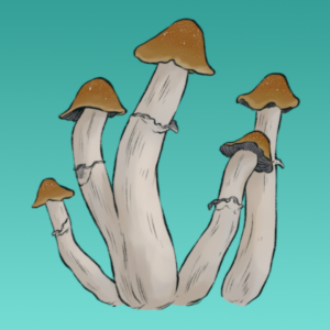 Growkit Tidal Wave 4 Full Auto Mykozerca