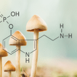 Norbaeocystyna – tajemniczy alkaloid w świecie grzybów psylocybinowych