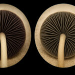 Psilocybe, a Panaeolus – podobieństwa i różnice mikroskopowe
