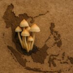 Rzadkie gatunki i odmiany Psilocybe z Azji Poludniowo Wschodniej