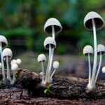 Odmiany ekstremalne Psilocybe cubensis