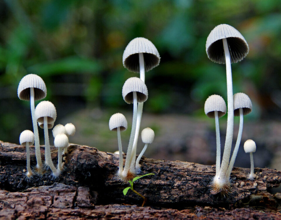 Odmiany ekstremalne Psilocybe cubensis