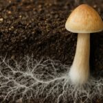 Mycelium vs owocnik – co się dzieje wewnątrz kultury grzybni