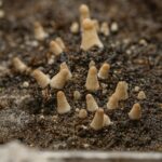 Piny w growkitach znaczenie, rozwój i moment pojawienia się