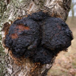 Chaga