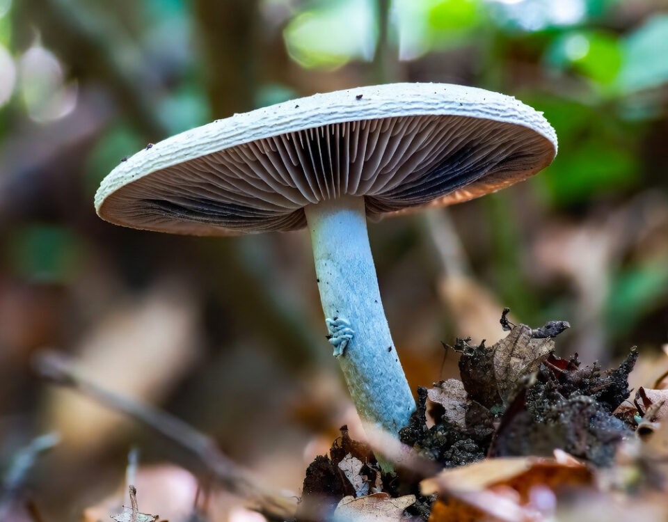 Biała, szara, niebieska – co oznaczają kolory grzybni