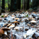 Dlaczego grzybnia rośnie nierównomiernie