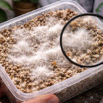 zdrowa grzybnia w growkicie