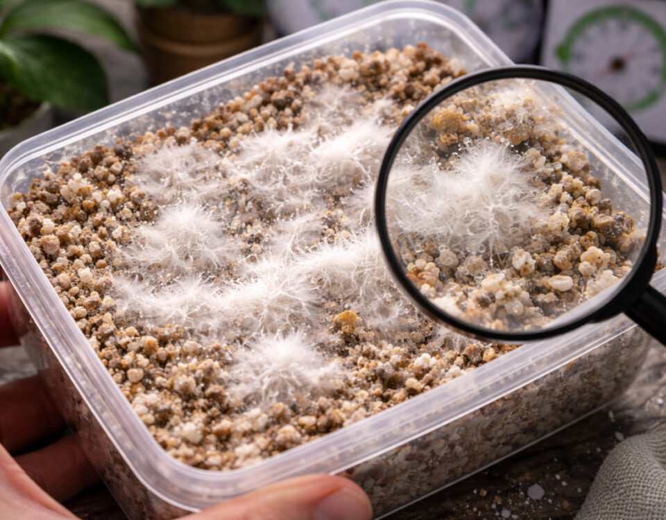 zdrowa grzybnia w growkicie